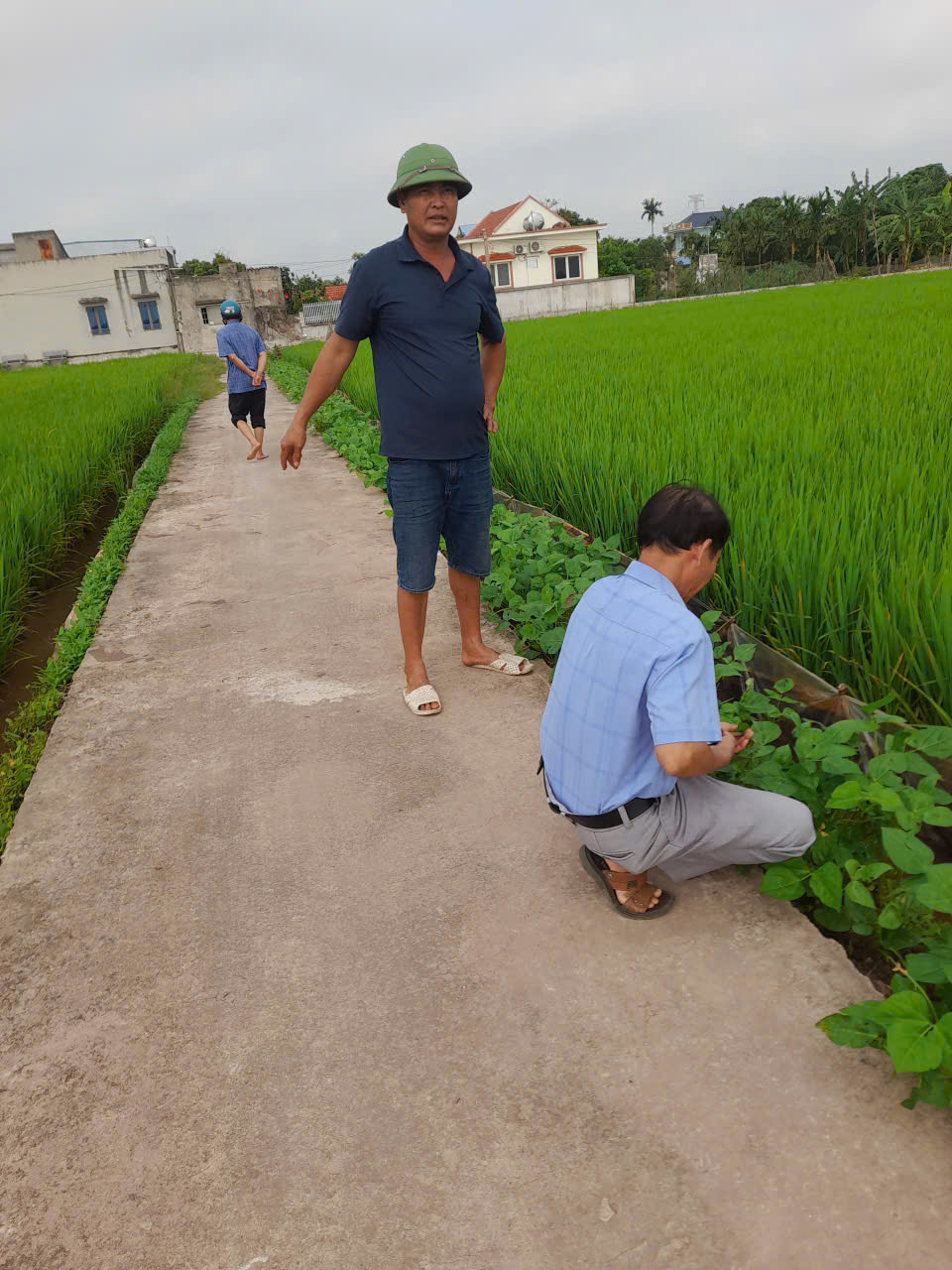 Hình ảnh vùng sản xuất của HTX Nghĩa Thái