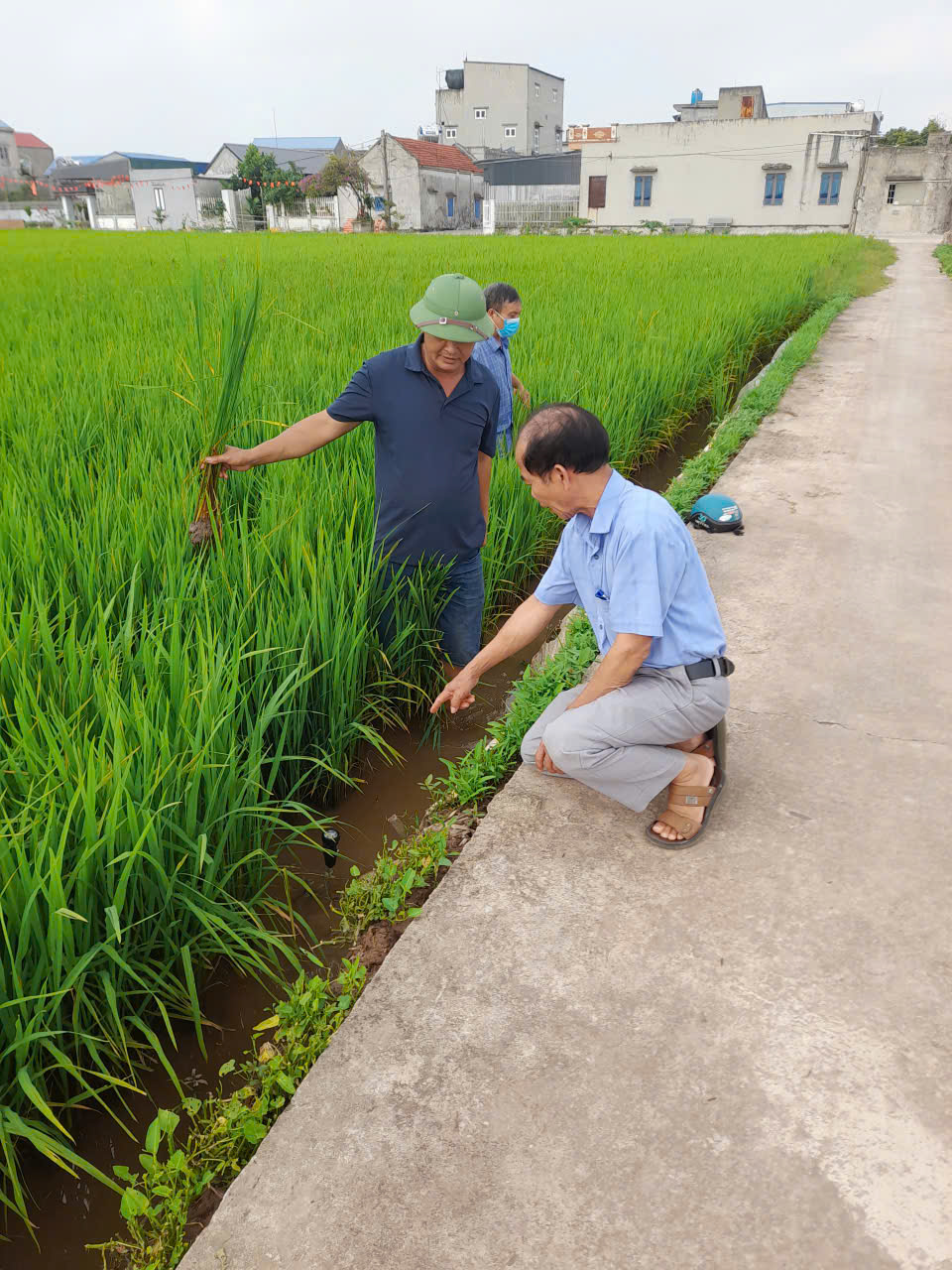 Cán bộ kỹ thuật kiểm tra ruộng lúa tại Nghĩa Thái